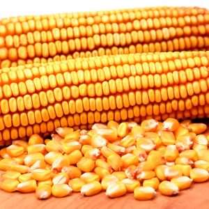 gmo-non-gmo-yellow-maize